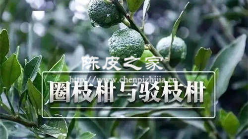 最好的陈皮是哪里的