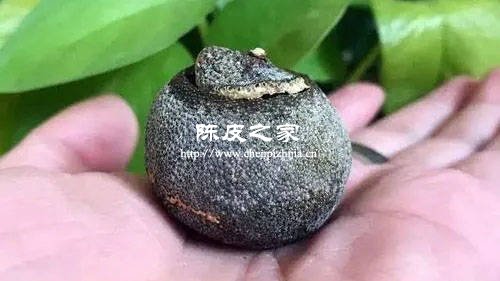 新会陈皮的青皮与大红皮哪个好