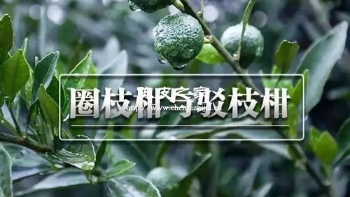 玫瑰花丹参和陈皮一起泡水喝有什么作用