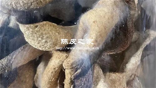 怎样辨别陈皮是否有黄曲霉素