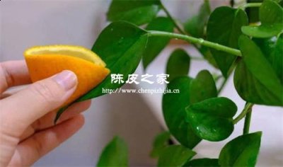 中药陈皮的原材料是什么