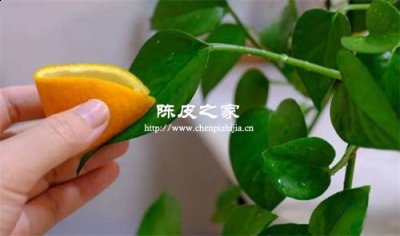 橘子皮泡水能有杀虫作用吗