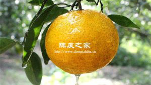 新会茶枝柑是橘子还是橙子