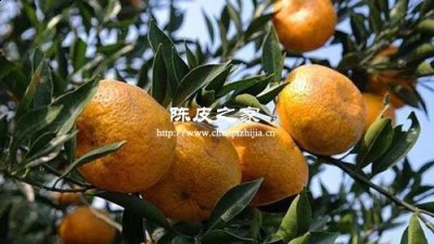 做陈皮后橘肉怎么办