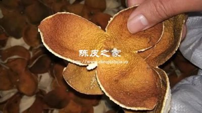 做陈皮用的橘子品种是哪种