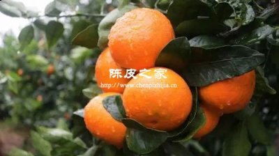 做陈皮的桔子能吃吗