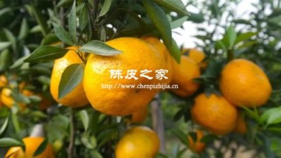 自制陈皮的制作方法