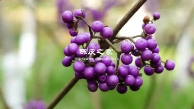 紫珠草加艾叶加姜的功效与作用及禁忌
