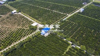 新会陈皮的生长环境有什么特点