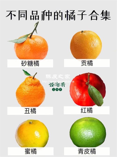 什么品种的橘子做陈皮最好