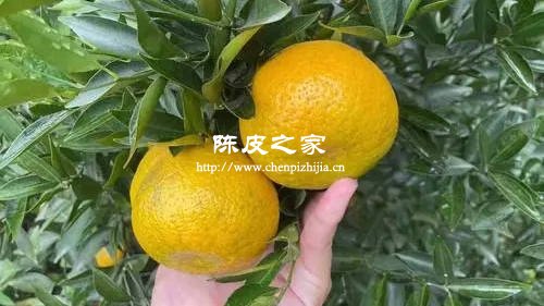 正宗新会柑厚皮好还是薄皮好