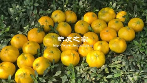 陈皮山楂金银花菊花鸡内金泡水功效