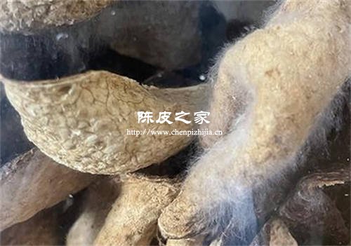 新会陈皮有虫眼和蜘蛛网