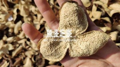 罗汉果与陈皮的功效与作用及食用方法