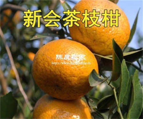 新会陈皮的柑橘叫什么名字