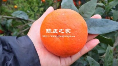 夭柑可以做陈皮吗