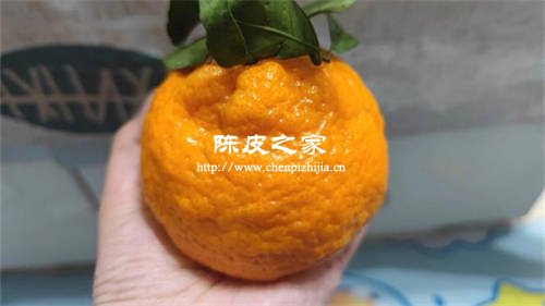 粑粑柑的皮和丑橘的皮能做成陈皮吗