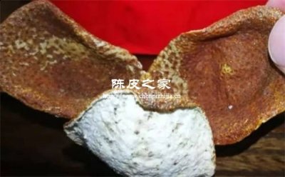 陈皮上有白色的东西是什么