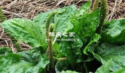 车前草能和陈皮一起煮水喝吗