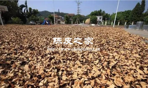 陈皮和龙井茶能一起泡茶喝吗