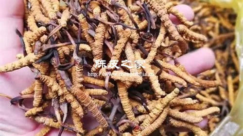 冬虫夏草可以和陈皮一起吃吗