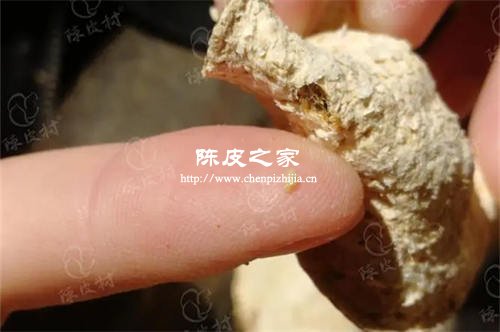 陈皮虫蛀可以采用冷冻处理吗