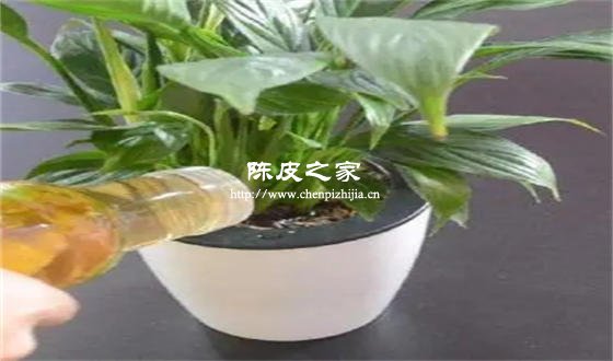 橘子皮泡水浇花有什么好处