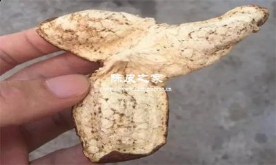 陈皮和虎乳菌可以煲水饮吗