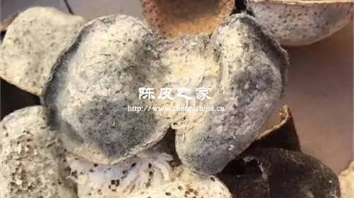 新会陈皮发绿毛还能用吗