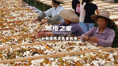 哪个地区的橘子可以做陈皮
