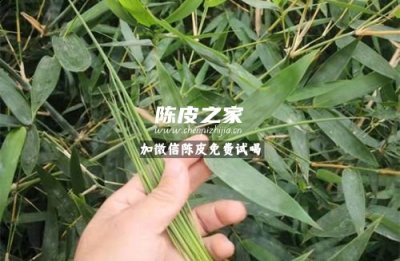 竹心和陈皮泡水喝的功效