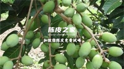 陈皮和青果一起服用有什么功效