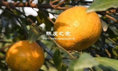 陈皮的形成过程
