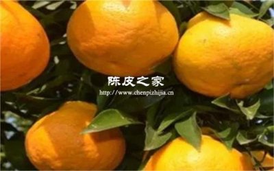 春见耙耙柑的皮能用来做陈皮吗