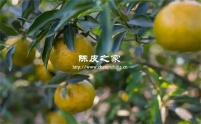 耙耙柑和碰柑哪个做陈皮更好