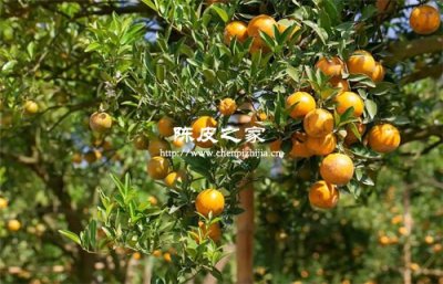 自制陈皮的方法步骤与窍门