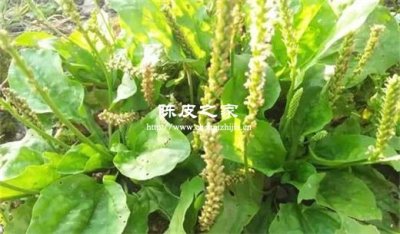 车前草加陈皮泡水喝的功效