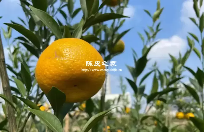 为什么新会陈皮价格每年都会上涨？4大原因你都知道吗