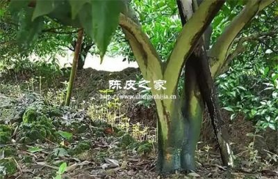 原枝陈皮和圈枝陈皮区别大吗
