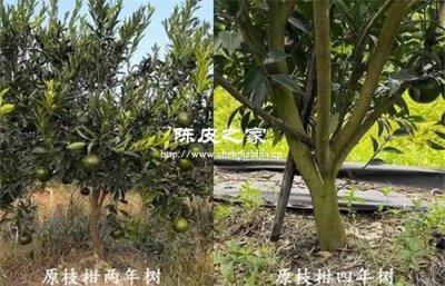 老树陈皮和新树陈皮有哪些区别