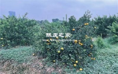 天马陈皮和茶坑陈皮的区别