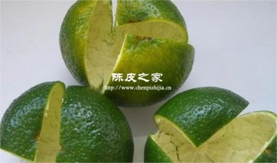 新会陈皮什么时候开始采摘