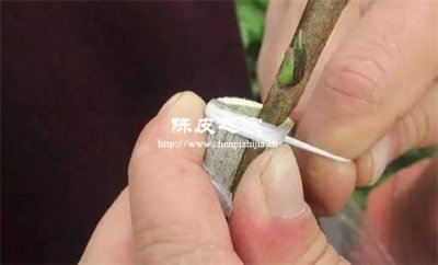 驳枝陈皮好还是圈枝陈皮好