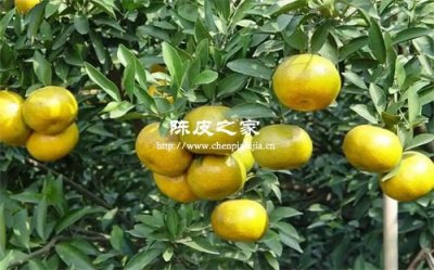 “一两陈皮一两金”的收藏之道