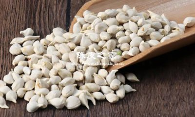 橘核是什么，能和陈皮一起泡水喝吗
