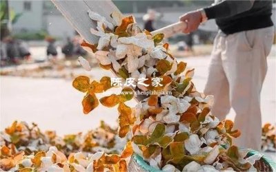 人工烘干和自然晒制：哪种陈皮更值得收藏？