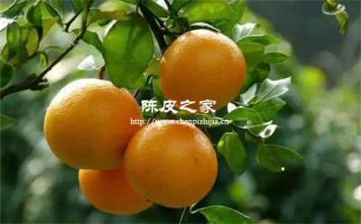 橘子皮做陈皮可以用耙耙柑皮代替吗