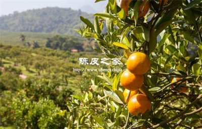 新会茶枝柑的种植技术与管理方法