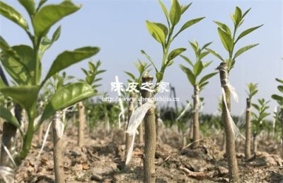 新会陈皮“圈枝苗”为何价比黄金？