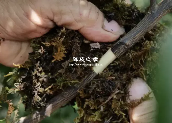 新会陈皮圈枝柑和驳枝柑的区别